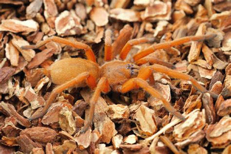 philippine orange tarantula|Discovering the Philippine Orange Tarantula – Animal Scene .
